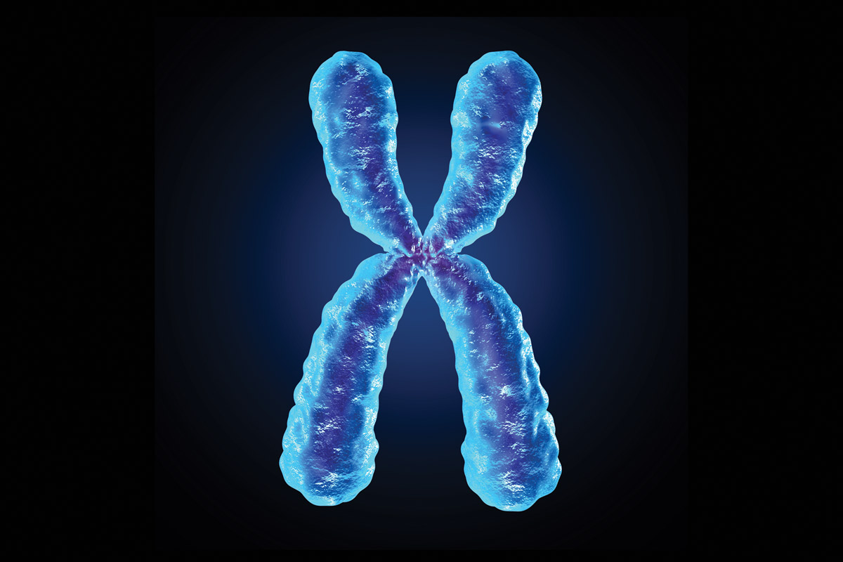 X хромосома какие. Хромосома. Женские половые хромосомы. 47 Хромосом. Х И У хромосомы.
