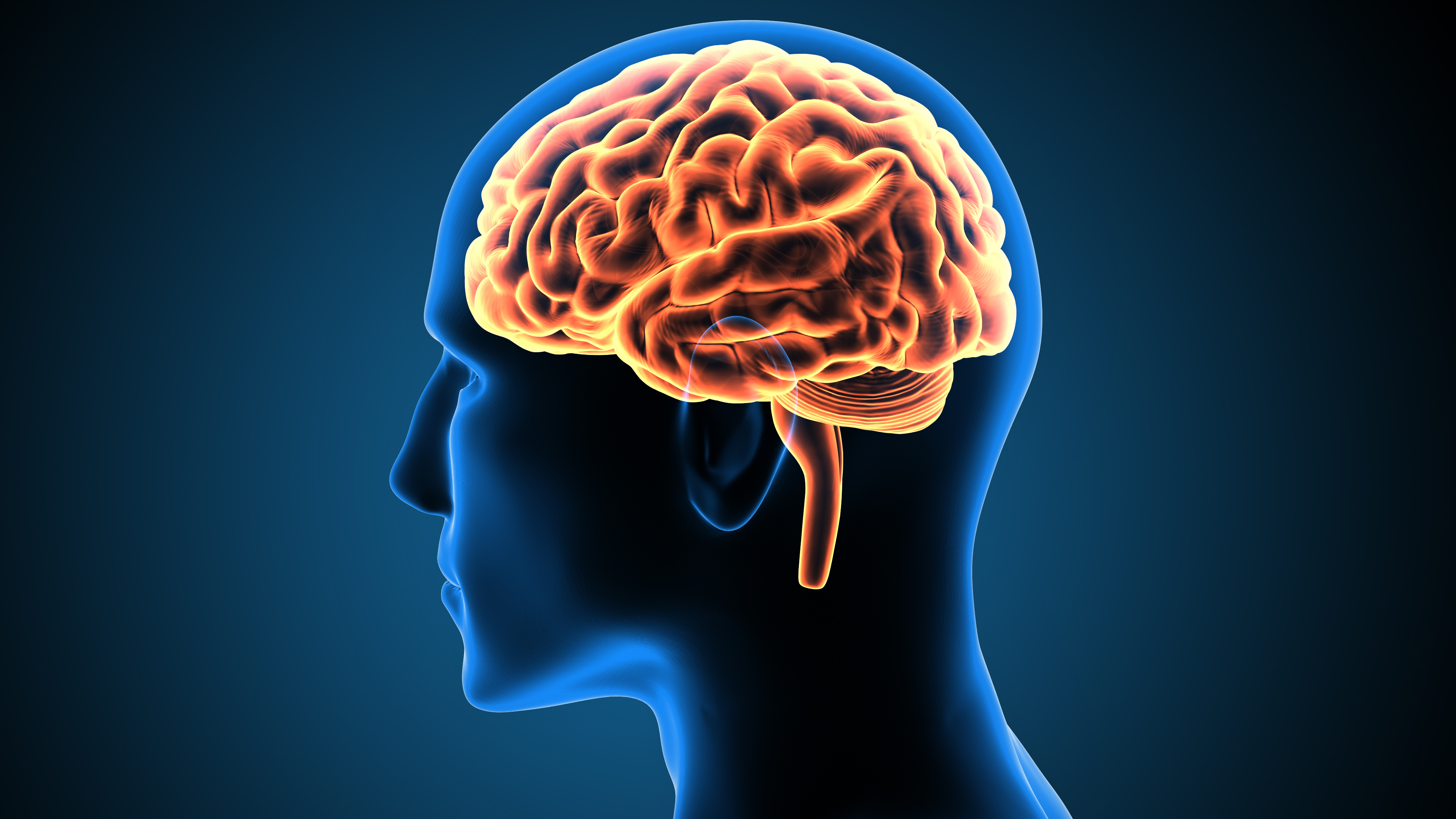 Картина мозга человека